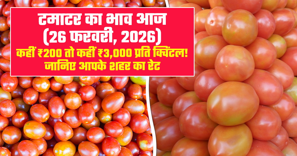 Tomato Market Prices Today - (26 February, 2026)