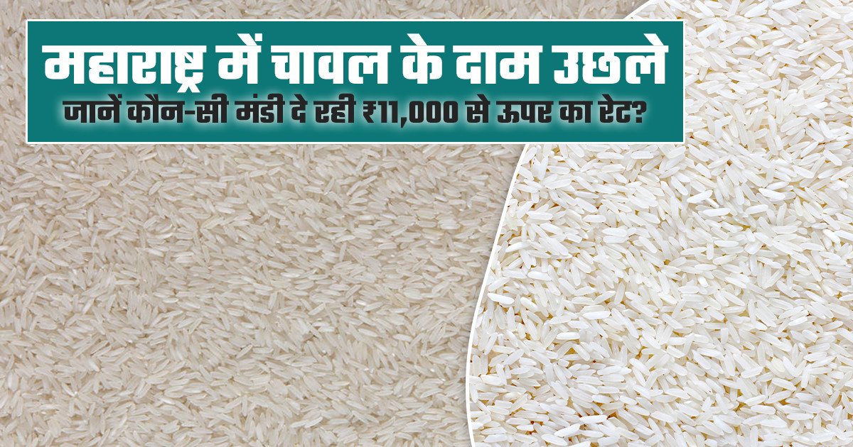 Rice Market Prices Today - (27 February, 2026)