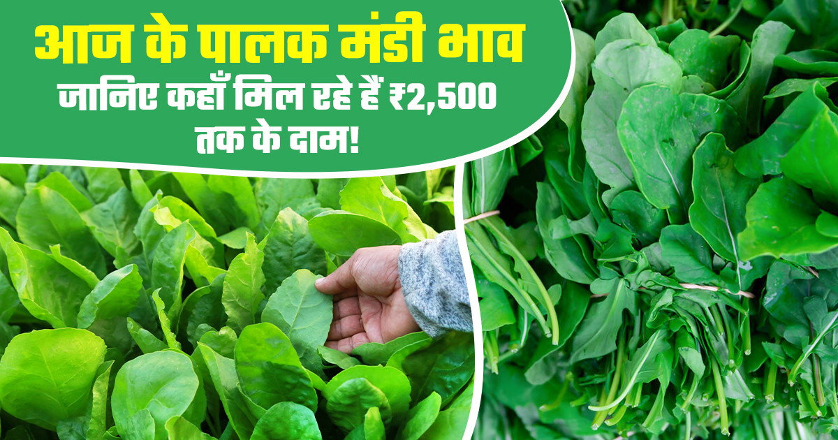 Spinach Market Prices Today - (27 Feb, 2026)