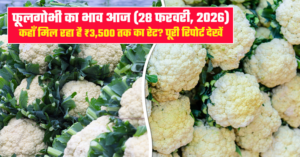 फूलगोभी का भाव (28 फरवरी, 2026)