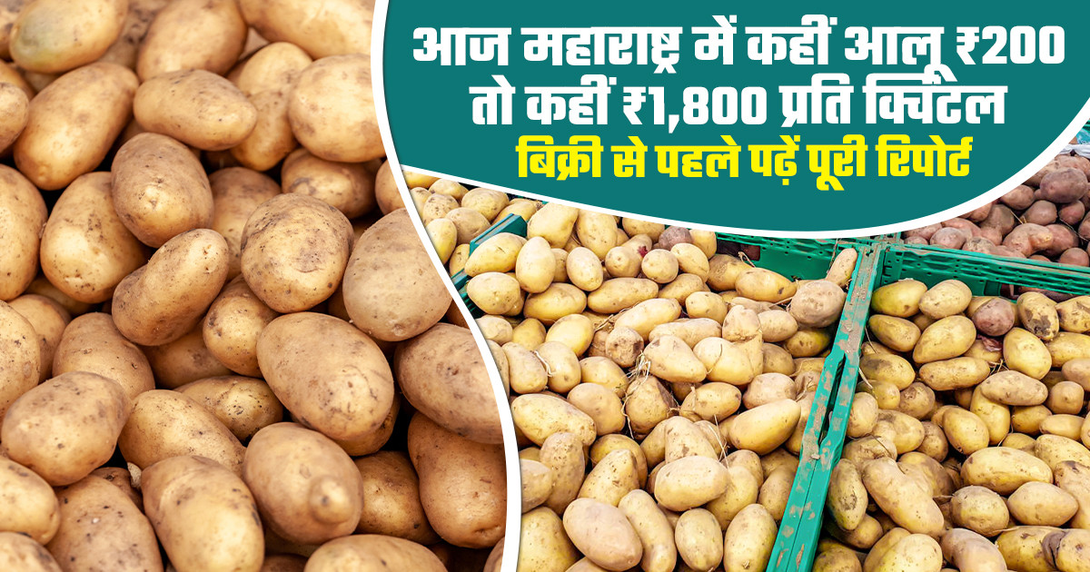 Potato Prices Today - (01 March, 2026)