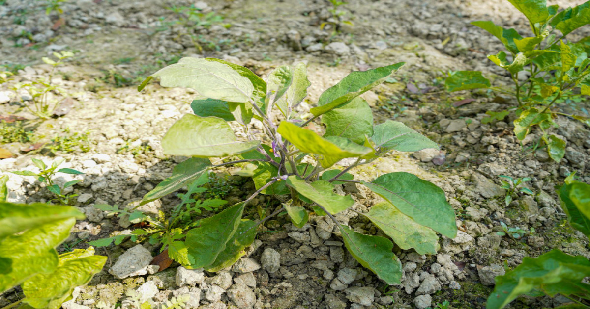 बैंगन की फसल में रोग और कीट प्रबंधन