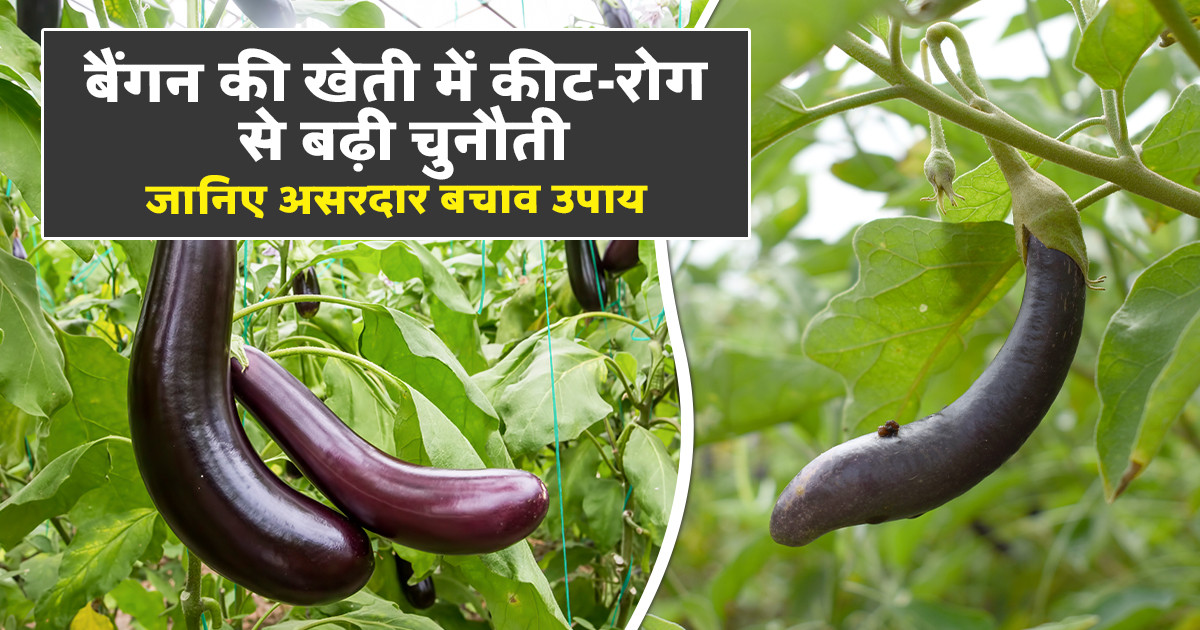 बैंगन की फसल में रोग और कीट प्रबंधन