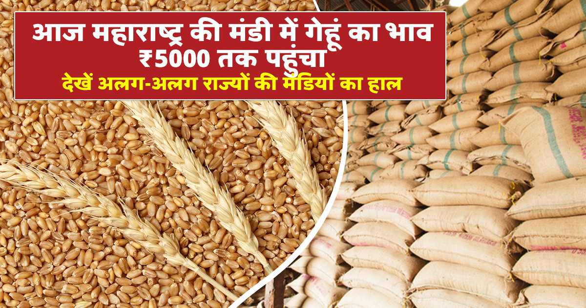 Wheat Market Prices Today - (05 March, 2026)