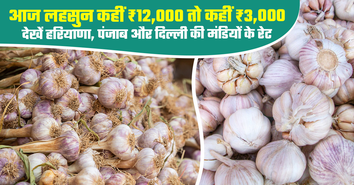 Garlic price today in Haryana and Delhi