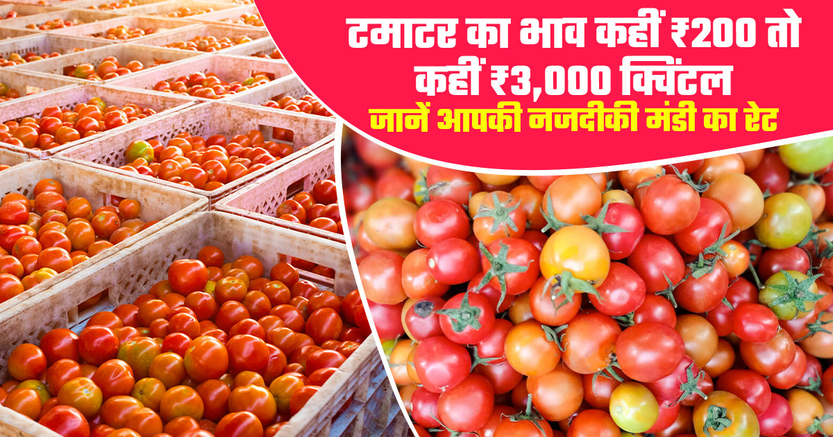 टमाटर का भाव (09 मार्च, 2026)