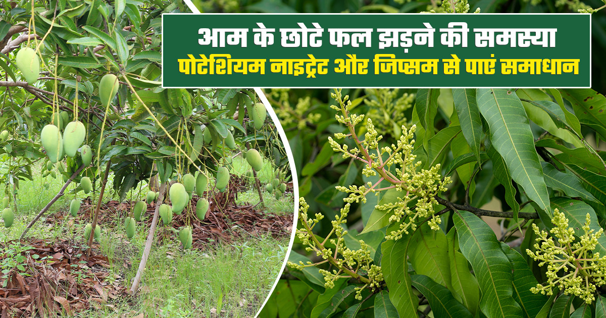 आम के फल झड़ने से कैसे रोकें