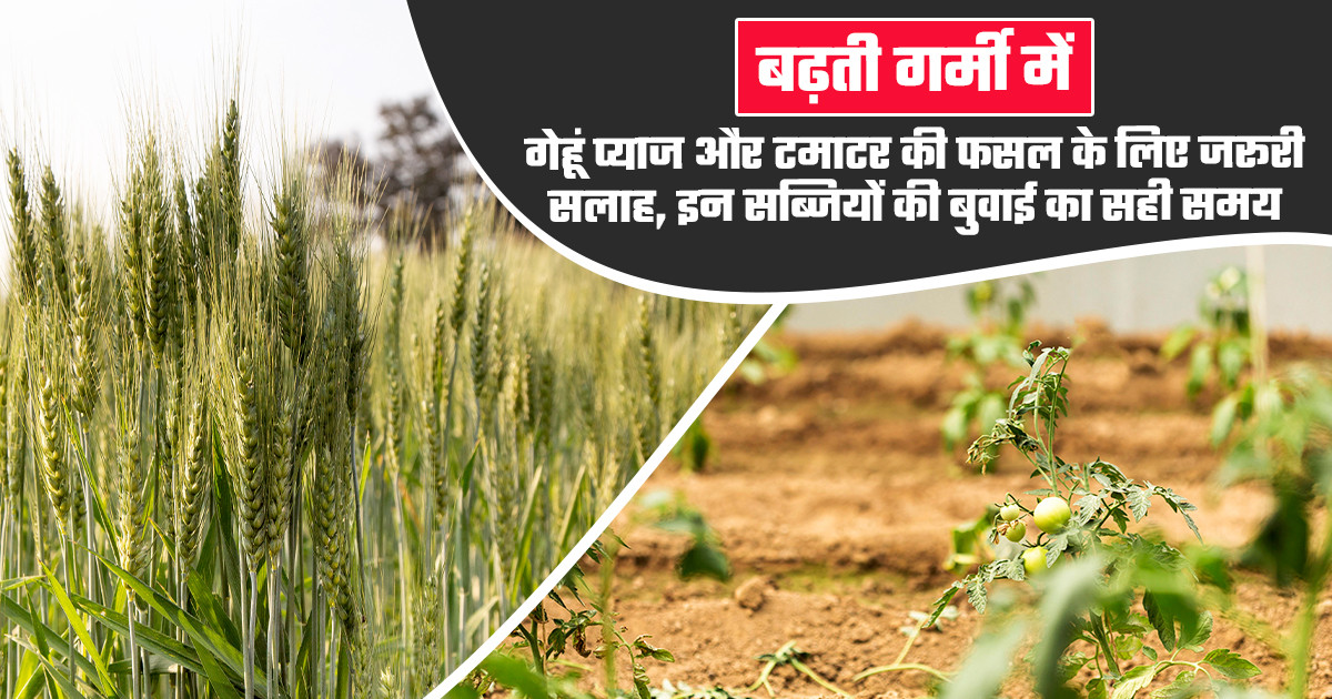 बढ़ती गर्मी में फसलों की देखभाल