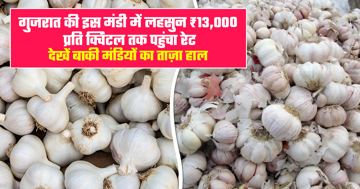 Garlic Market Prices - (13 March, 2026)