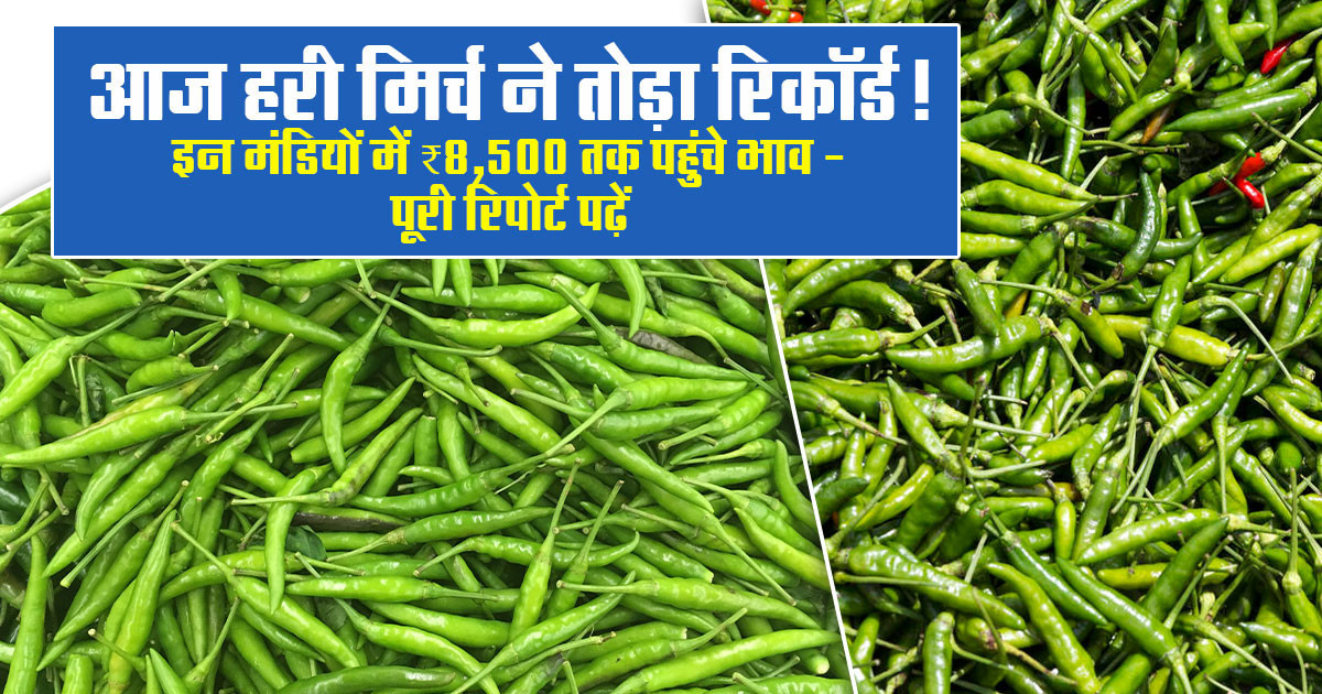 हरी मिर्च का भाव (14 मार्च, 2026)