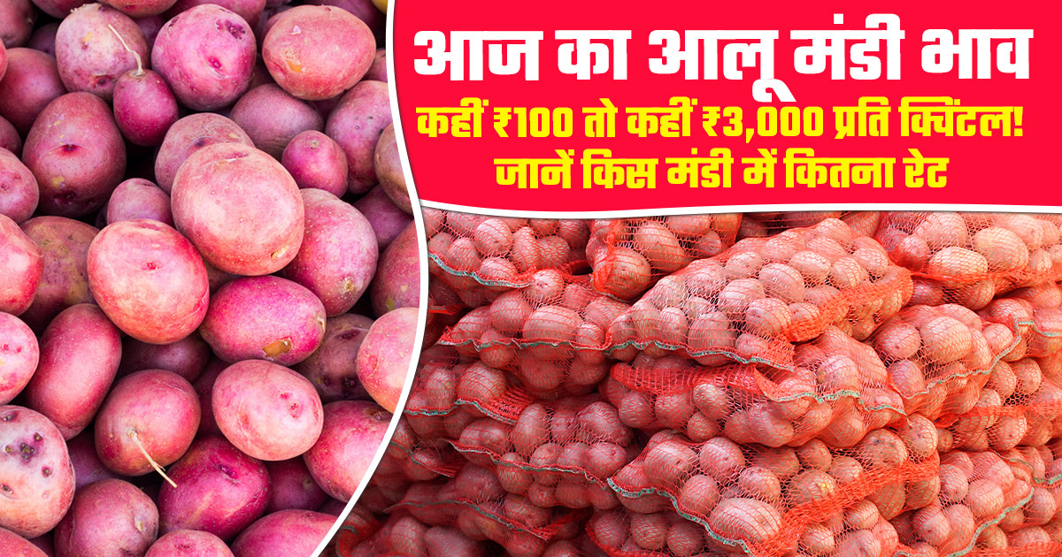 Potato Market Price Today - (16 March, 2026)