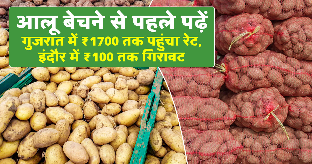 Potato Market Prices Today - (17 March, 2026)