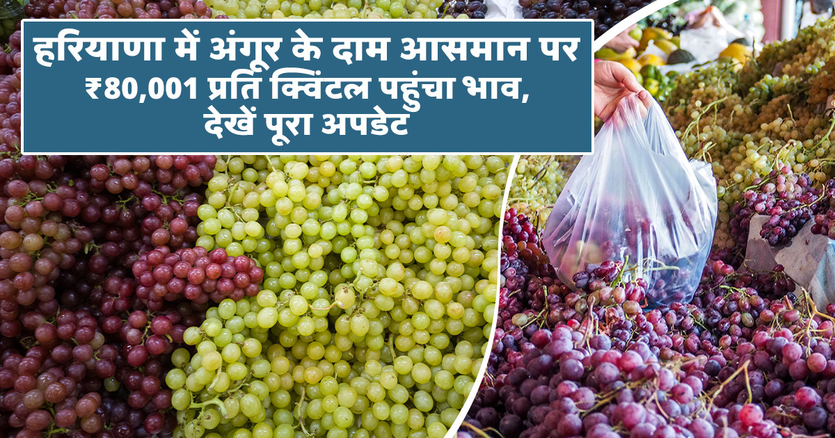 Grapes Market Prices Today - (19 March, 2026)
