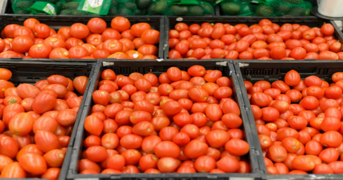 Tomato Market Prices Today - (20 March 2026)