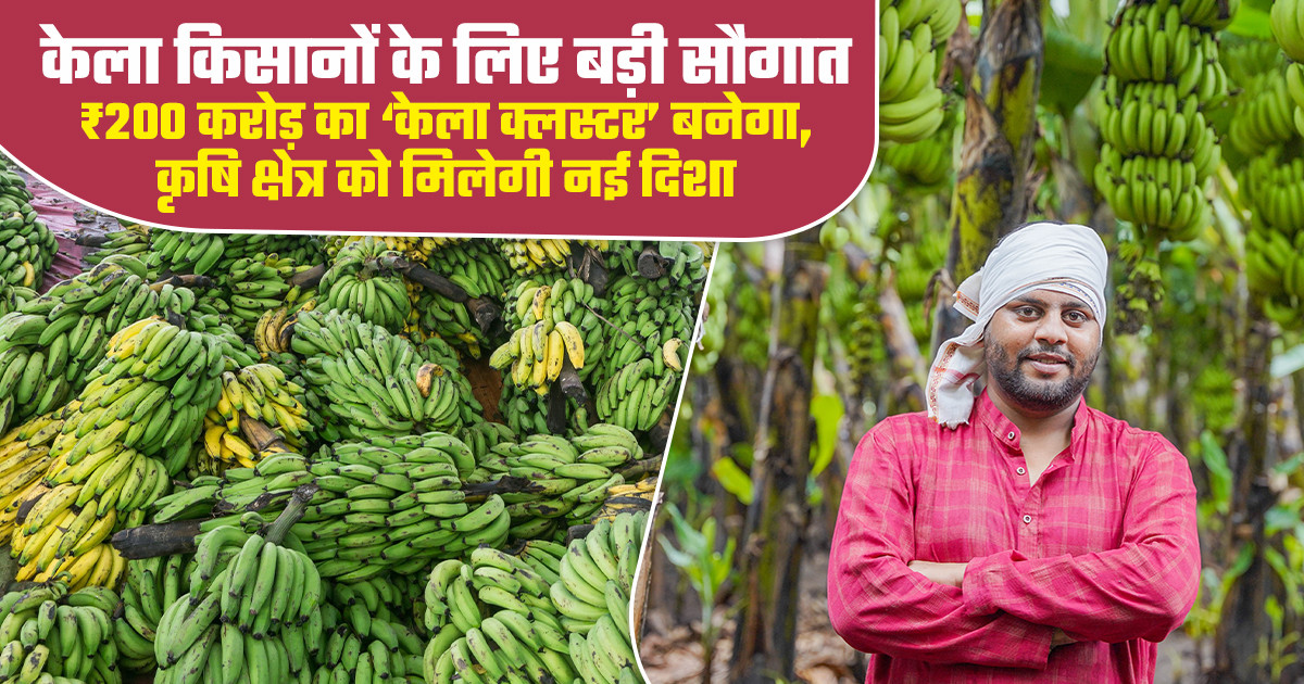 केला क्लस्टर परियोजना