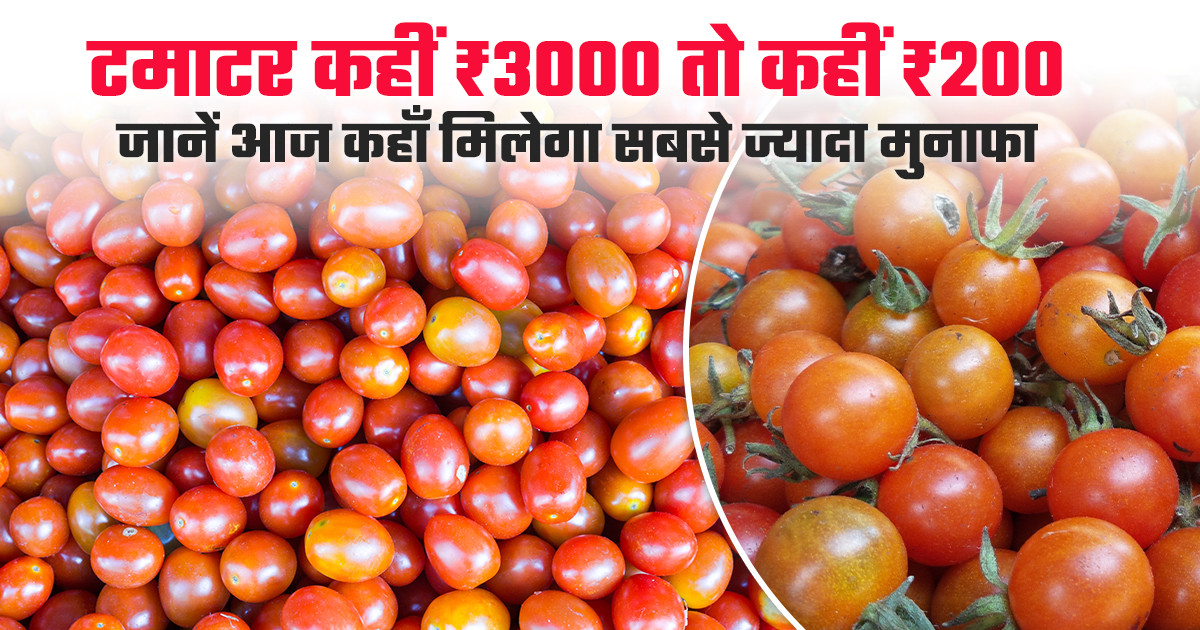 टमाटर का भाव (20 मार्च, 2026)
