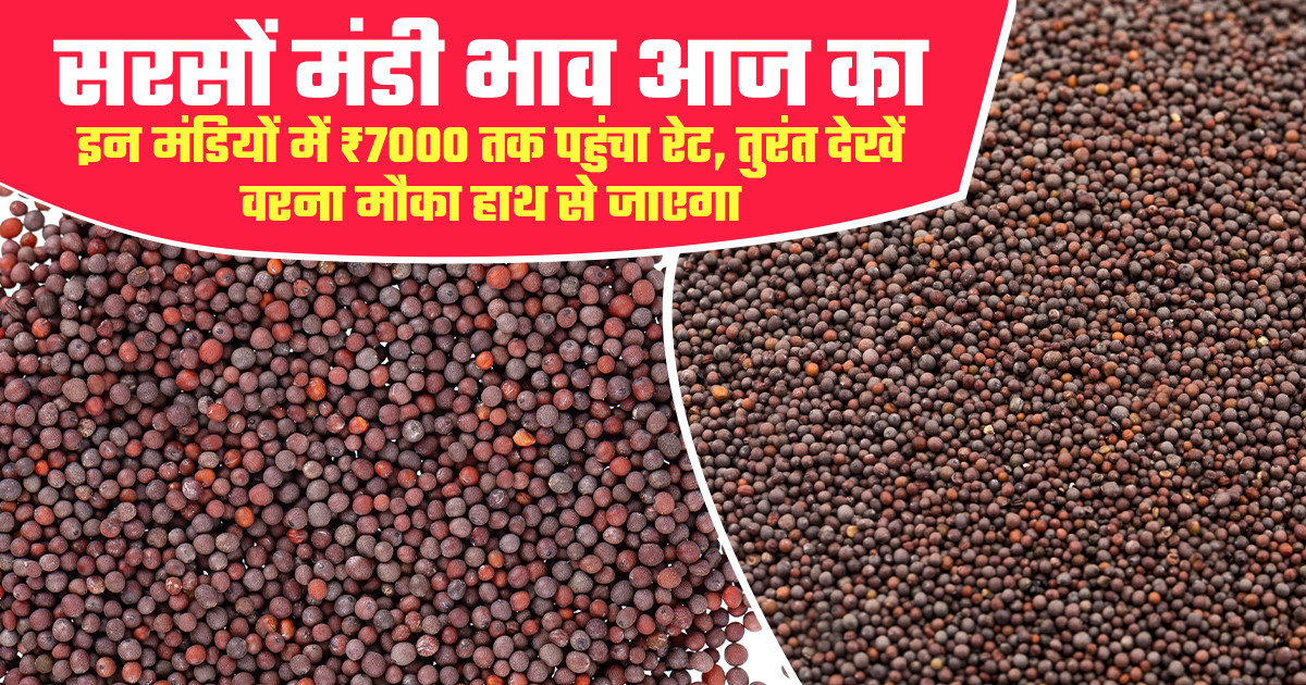 सरसों का भाव (21 मार्च, 2026)