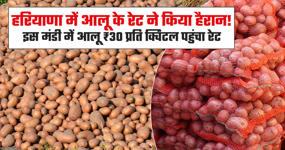 Potato Market Prices Today - (22 March, 2026)