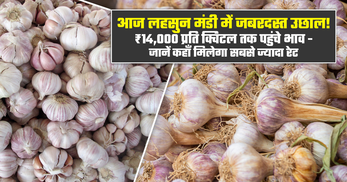 लहसुन का भाव (23 मार्च, 2026)