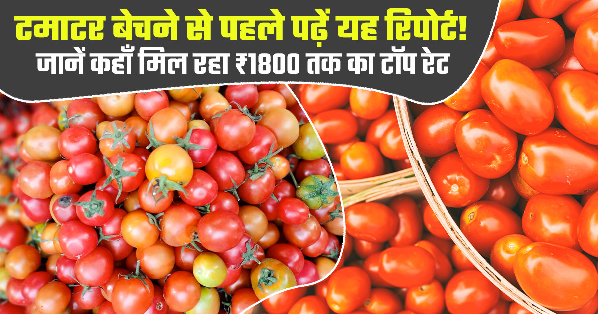 Tomato Market Prices Today - (24 Mar, 2026)