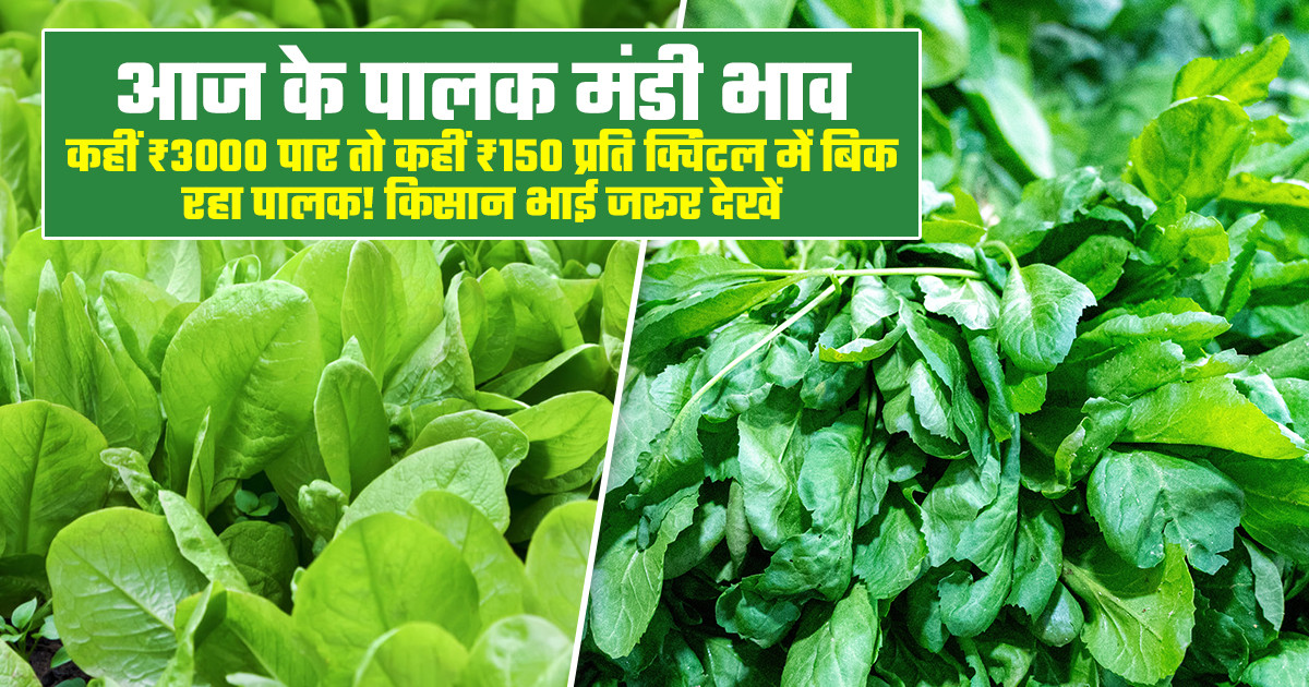 Spinach Market Prices Today - (25 Mar, 2026)