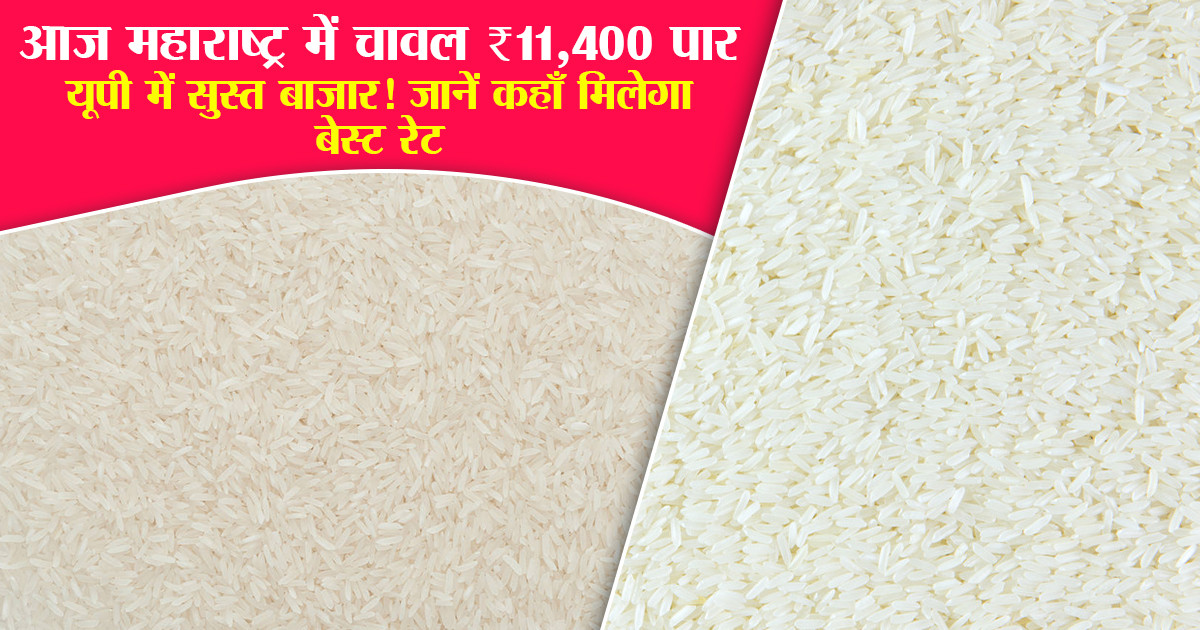 Rice Market Prices Today (25 March, 2026)