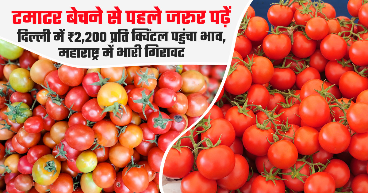 टमाटर का भाव (30 मार्च, 2026)