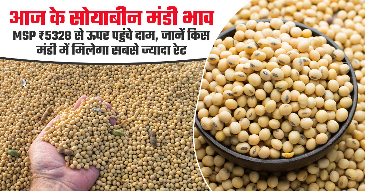 सोयाबीन का भाव (01 अप्रैल, 2026)