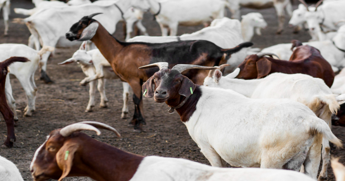 Goat Farming Subsidy Scheme