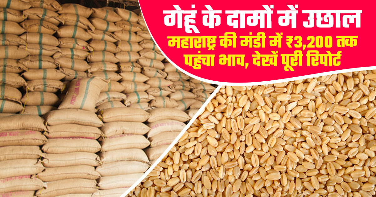 Wheat Market Price Today - (02 April, 2026)