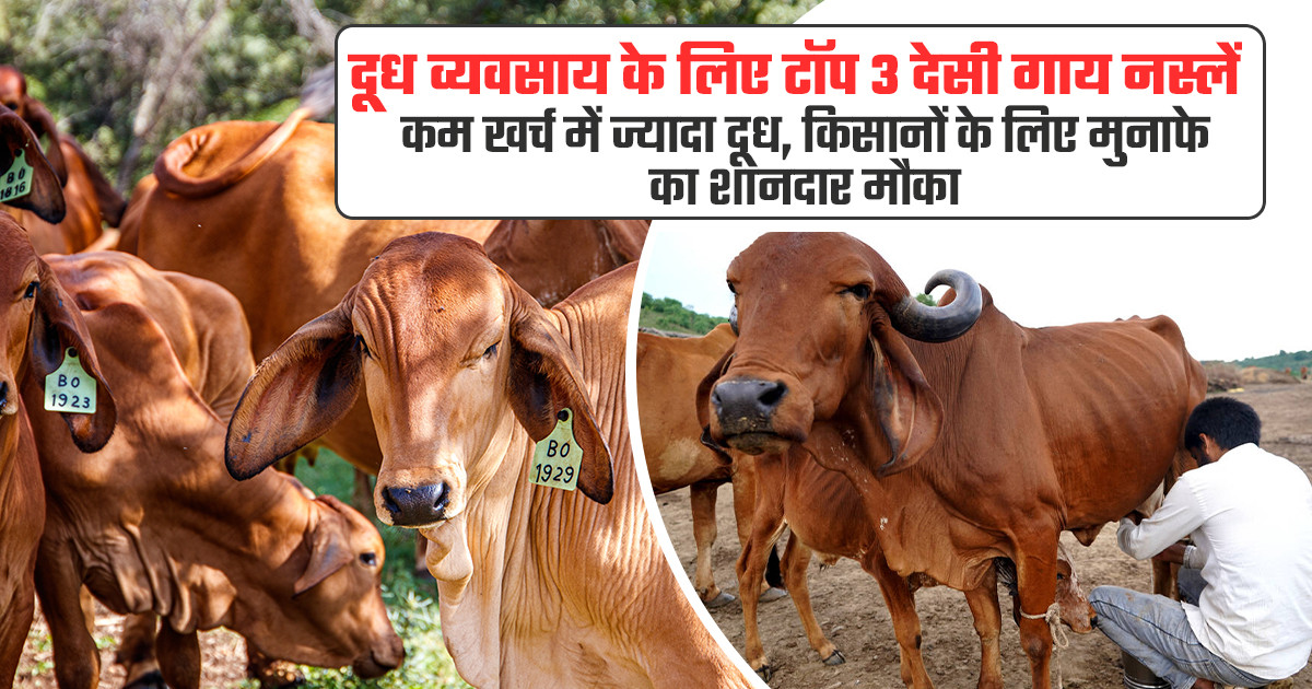 Best indigenous cow breeds for dairy farming