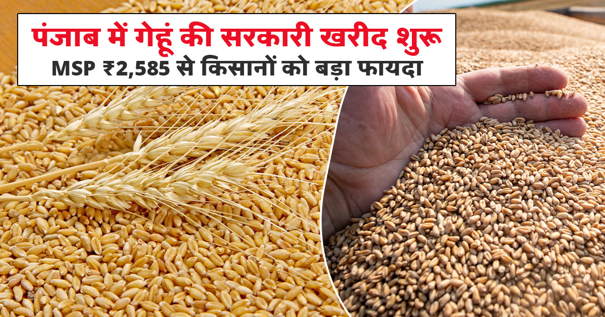 पंजाब गेहूं MSP खरीद 2026