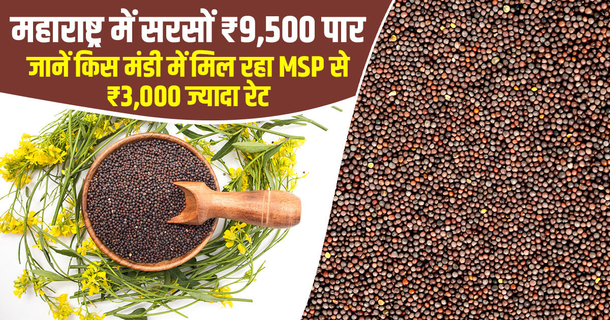 सरसों का भाव (02 अप्रैल, 2026)