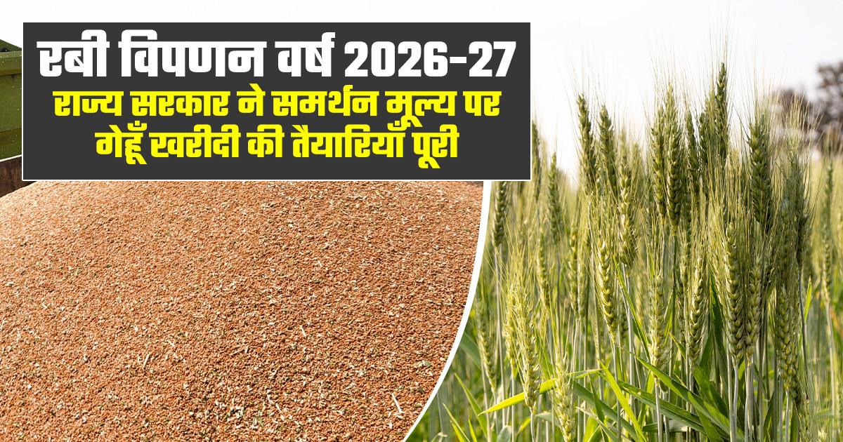 MP wheat procurement MSP 2026