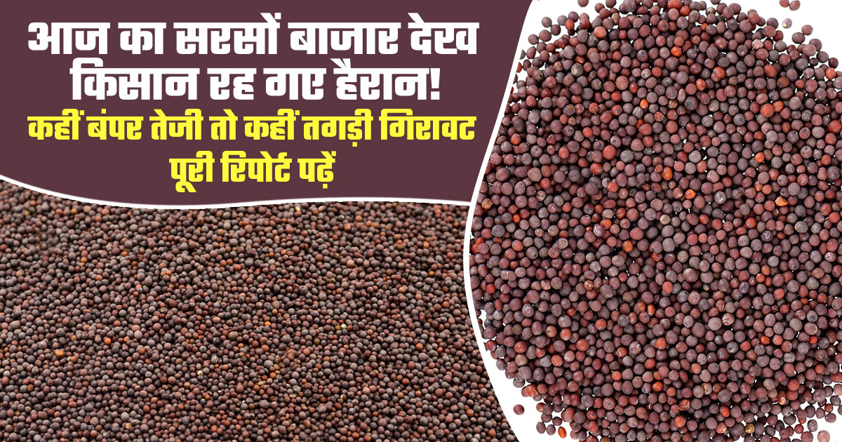 सरसों का भाव (06 अप्रैल, 2026)