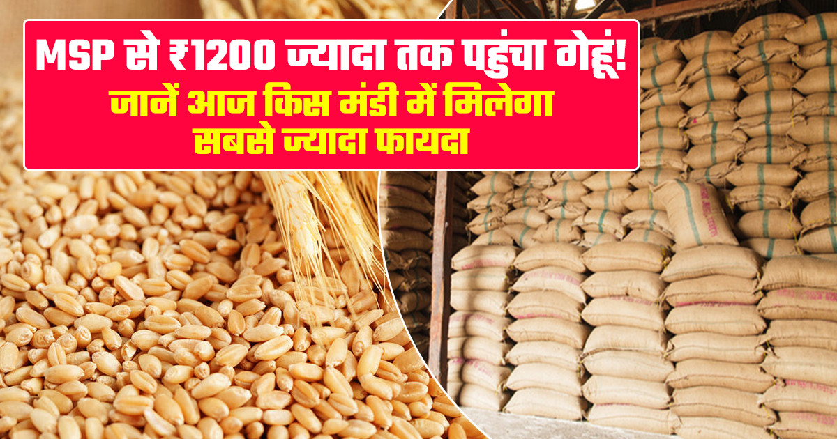Wheat Market Prices Today - (06 April, 2026)