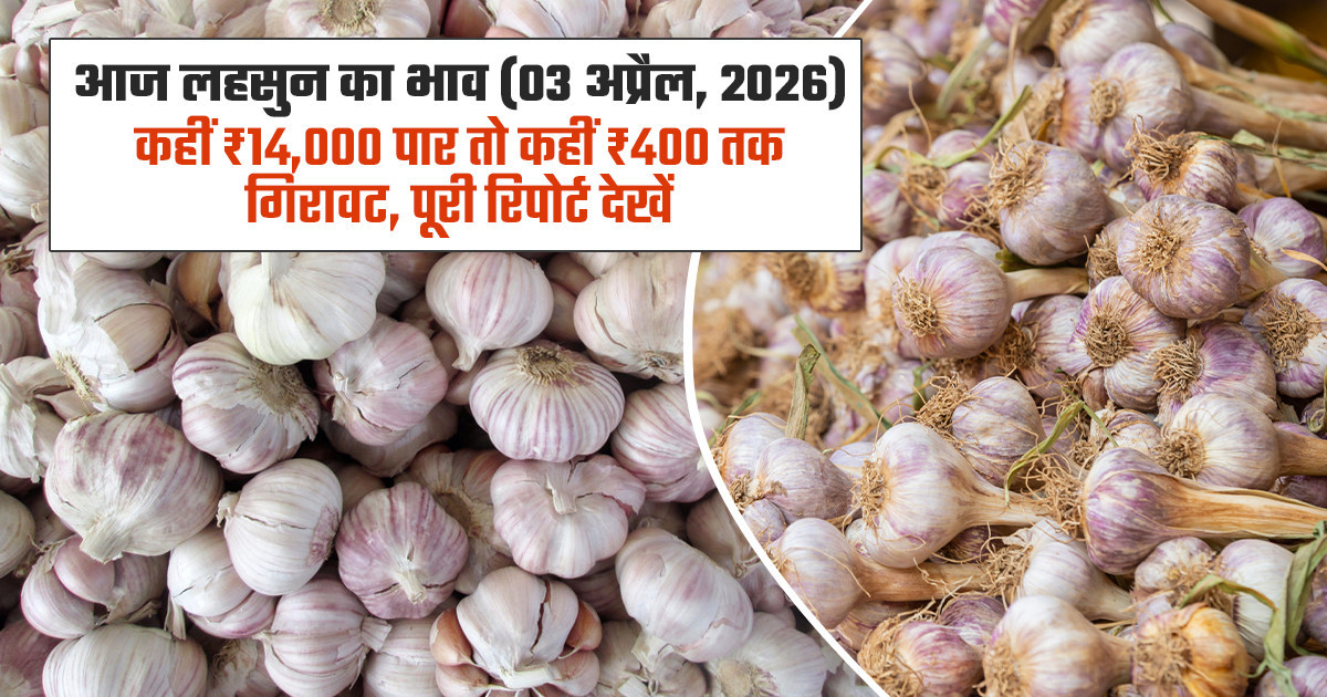 लहसुन का भाव (07 अप्रैल, 2026)
