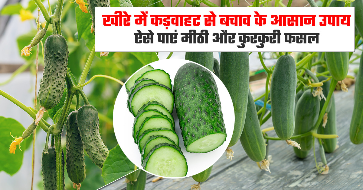 खीरे की खेती