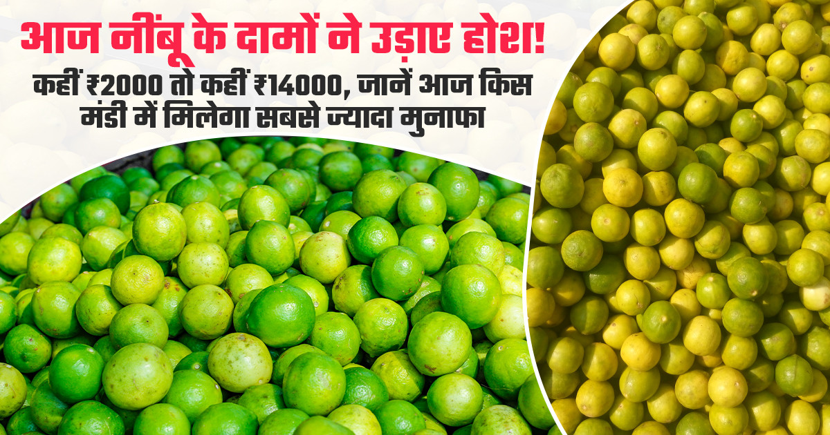 Lemon Market Price Today (07 April, 2026)