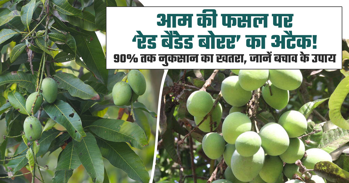 आम में रेड बैंडेड बोरर नियंत्रण