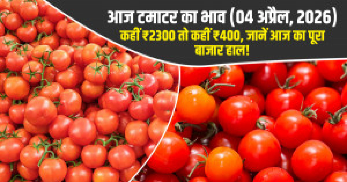 टमाटर का भाव (08 अप्रैल, 2026)