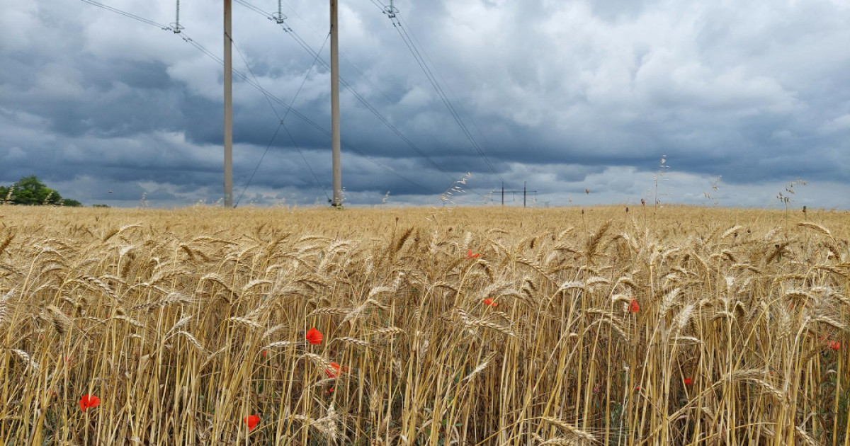 बेमौसम बारिश से फसल नुकसान
