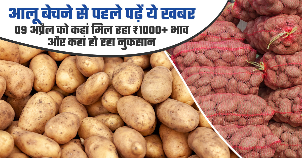 आलू का भाव - (09 अप्रैल, 2026)