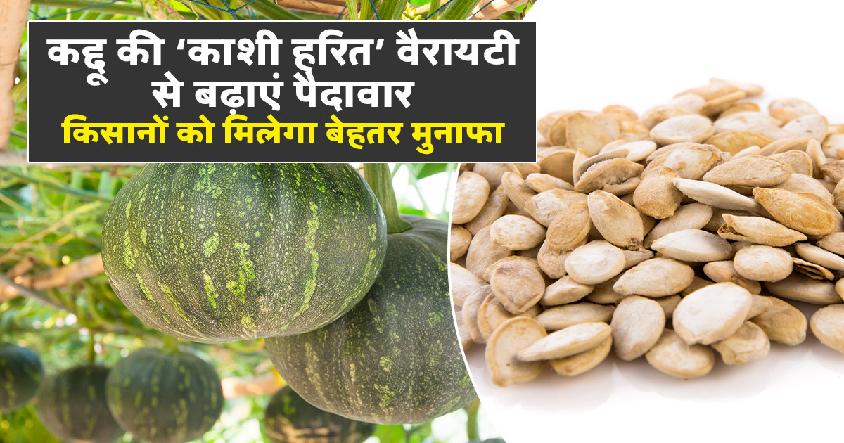 Kashi Harit pumpkin variety