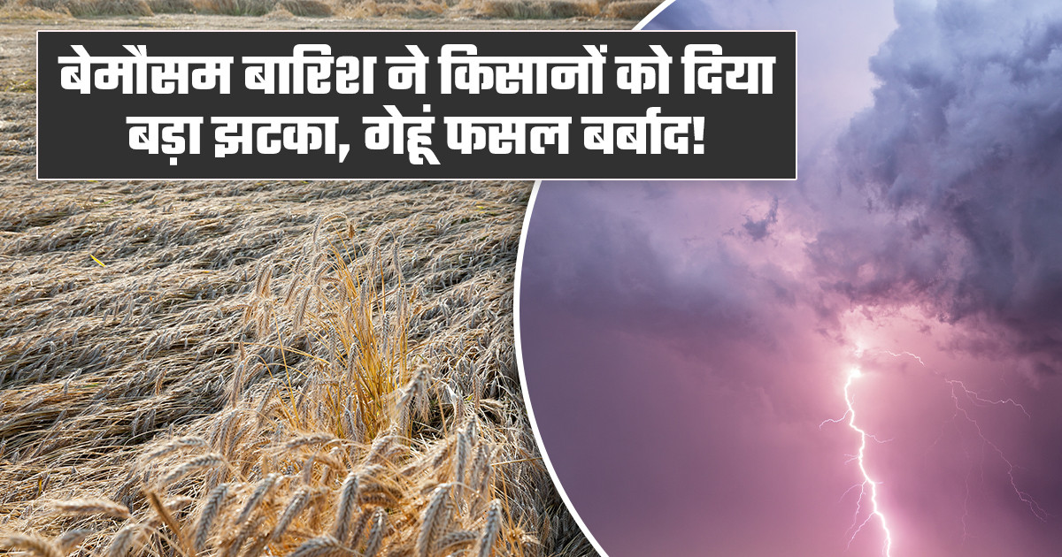बेमौसम बारिश से फसल नुकसान