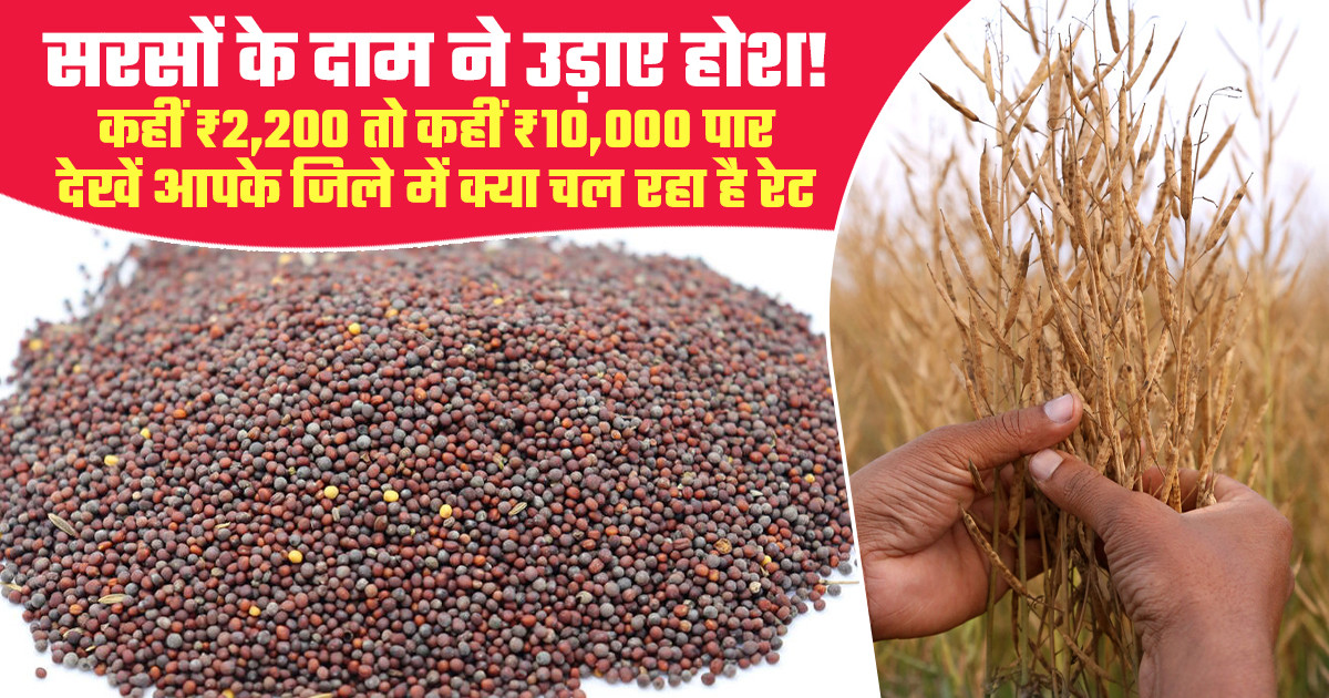 सरसों का भाव (11 अप्रैल, 2026)