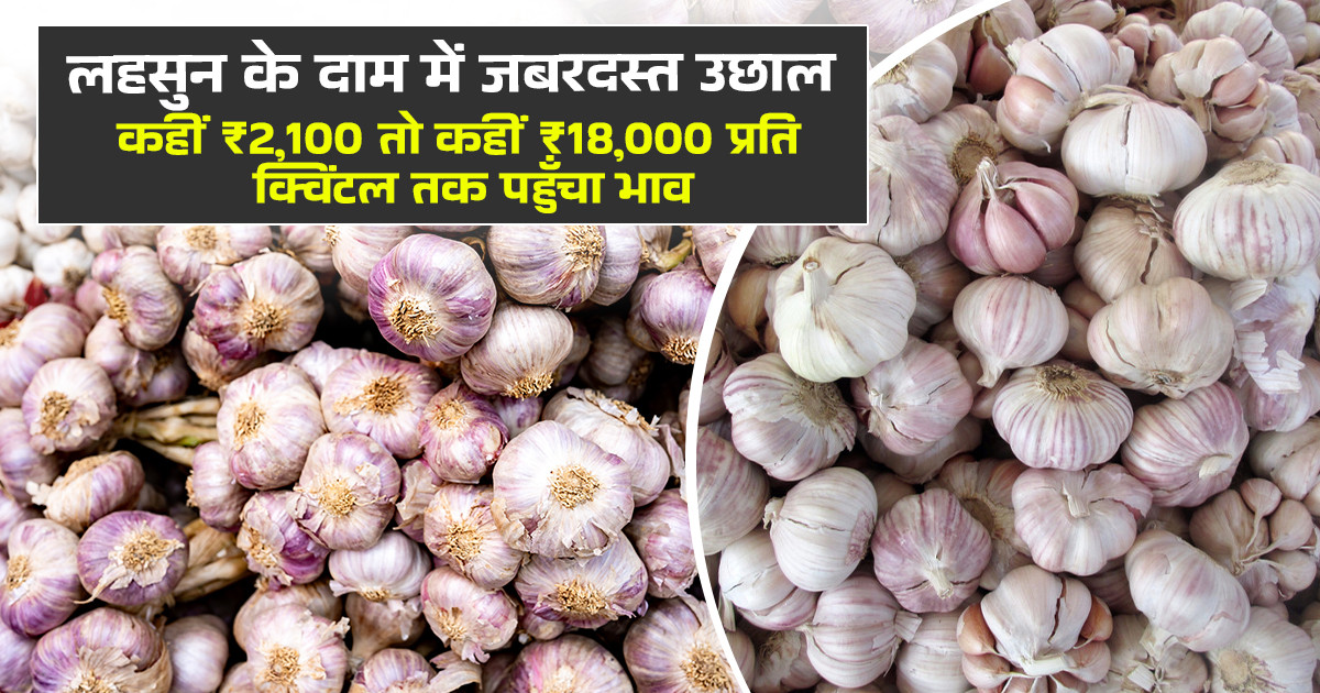 Garlic Market Prices Today - (11 April, 2026)
