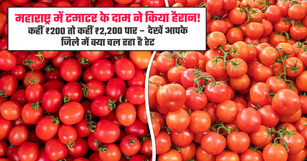 Tomato Market Prices Today - (12 April, 2026)
