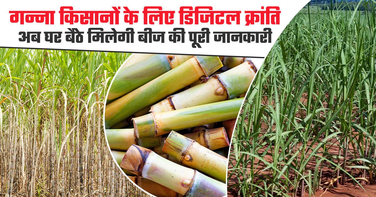 गन्ना बीज ऑनलाइन सुविधा UP