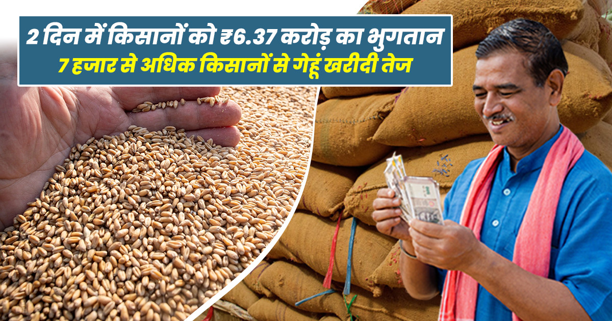 MP Wheat MSP Procurement 2026